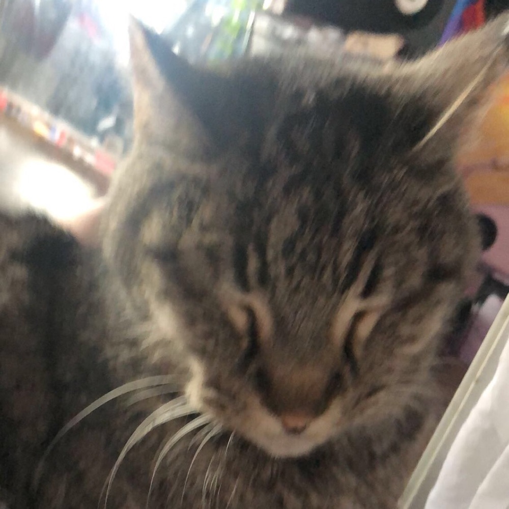 Meet your Posher, Ava